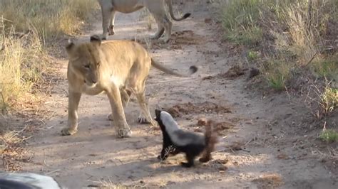 The Ratel Saves His Baby From The Leopard True Combat Honey Badger Vs