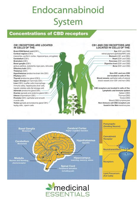 Concentrations Of Cbd Receptors Bryans Green Care