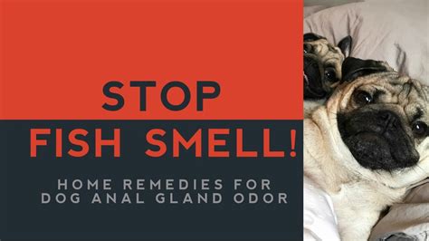 Home Remedies For Dog Anal Gland Smell Youtube
