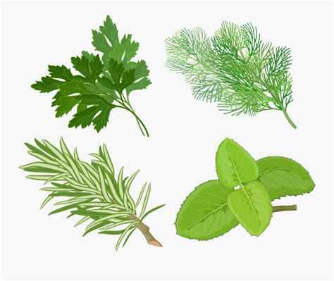 Clip Art Pics Of Herbs Plants Herb Clipart Free Transparent Clipart