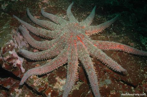 Pycnopodia Helianthoides Sunflower Star Reef Life Survey