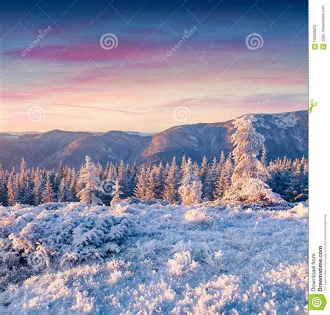 Fantastic Winter Sunrise In Carpathian Mountains With Rime Cower Stock