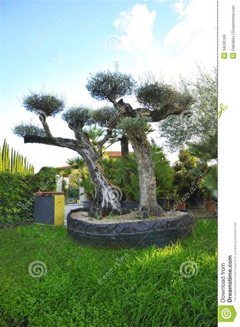 Das wird in der regel nichts. Dekorativer Olivenbaum stockbild. Bild von wachstum ...