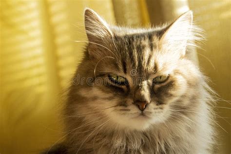 Close Up Portrait Cat With Serious Expression Stock Image Image Of