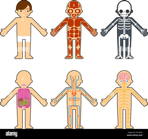 Anatomía Del Cuerpo Para Niños El Esqueleto Y Los Músculos El Sistema