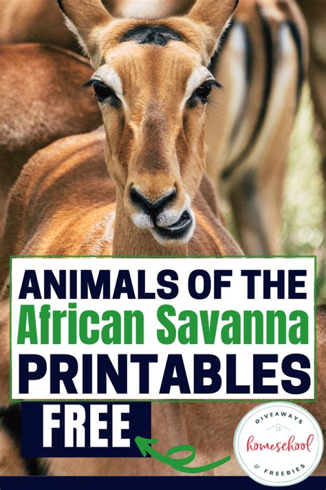 Free Animals Of The African Savanna Printables Homeschool Giveaways