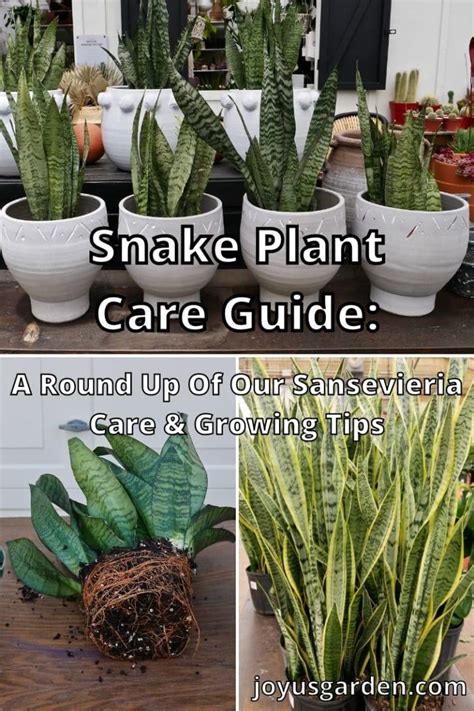 Sansevieria Snake Plant Care Guide Joy Us Garden