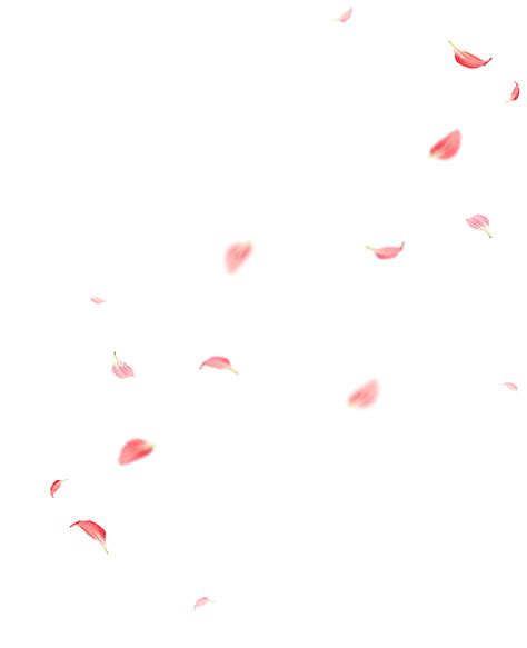 粉色 花瓣飘落 漂浮 素材 装饰元素免抠png图片壁纸