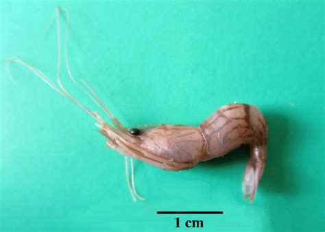 Lysmata Vittata Stimpson 1860 Lateral View Of Preserved Male