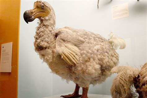 Why Did The Dodo Bird Go Extinct