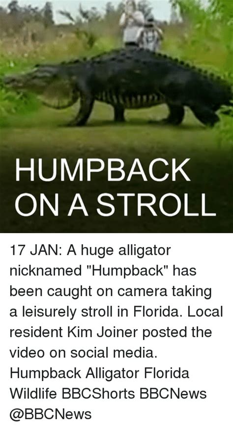 Humpback On A Stroll 17 Jan A Huge Alligator Nicknamed Humpback Has