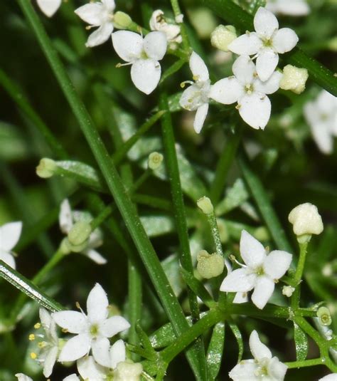 Galium Saxatile L Harzer Labkraut Galium Saxatile C R Flickr