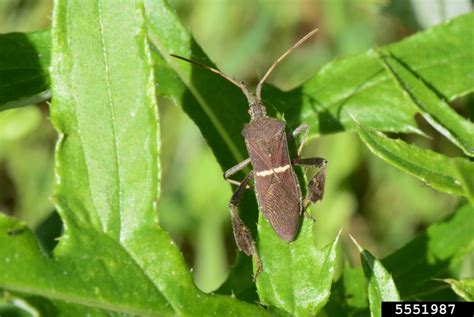 Leaffooted Bug Leptoglossus Phyllopus