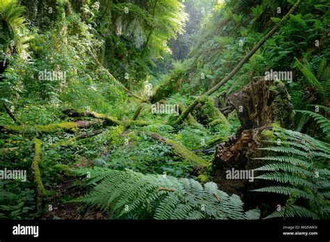 Deep Gorge With Vertical Walls And Approached Rich Vegetation Of Ferns