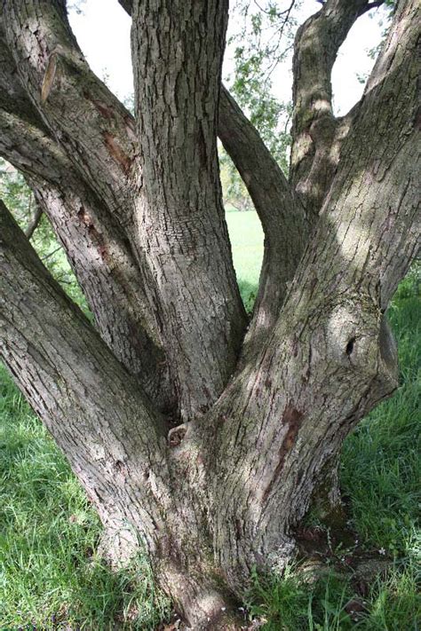 Crabapple Tree Bark
