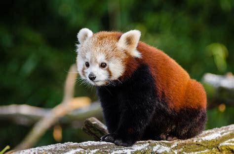 Suzys Animals Of The World Blog The Red Pandas