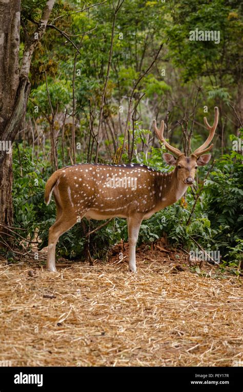 A Male Spotted Deer Also Known As Chital In The Forest Looking At The