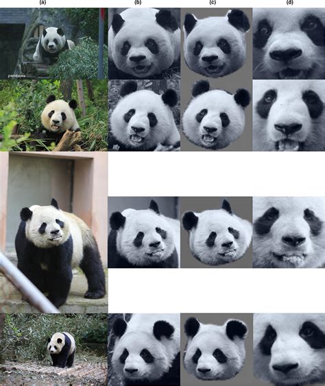 A Study On Giant Panda Recognition Based On Images Of A Large