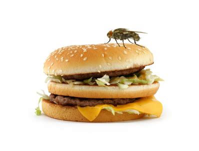 At fort worth pest control we spend hours training our pest control technicians to be an expert with pesticide chemicals, pest identification and. Insects for food | Orlando | ABC H & C