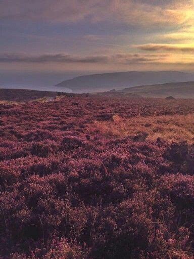 Sunset On The Yorkshire Moors