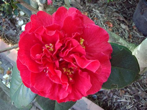 Camellias Bloom In The Winter Bloom Flowers Rose