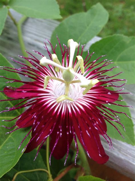 My Red Passion Flower Plant Passion Flower Passion Flower Plant