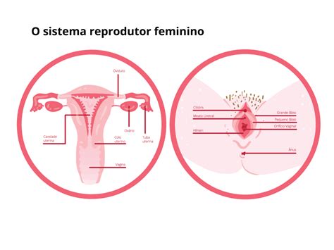 O Sistema Reprodutor Feminino Desempenha As Seguintes Funções Exceto