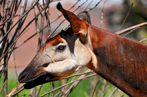 Portrait Of An Okapi Flickr Photo Sharing