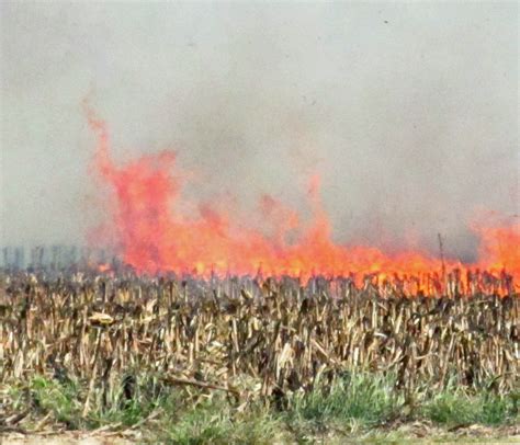 Hungary Destroys All Monsanto Gmo Corn Fields Vina Vaishnava