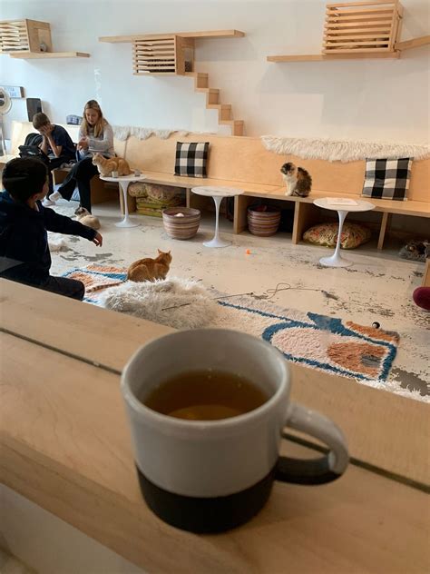 San francisco's kittea is set to play host to rescued feral cats, and oakland's cat town will offer visitors the chance to adopt the felines at their cat café. KitTea Cat Cafe, San Francisco - Intermission - Restaurant ...