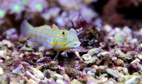 Saltwater Fish For Your Aquarium Facty