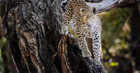 Chobe Big Five Safari Wildlife In Botswanas Greatest National Park