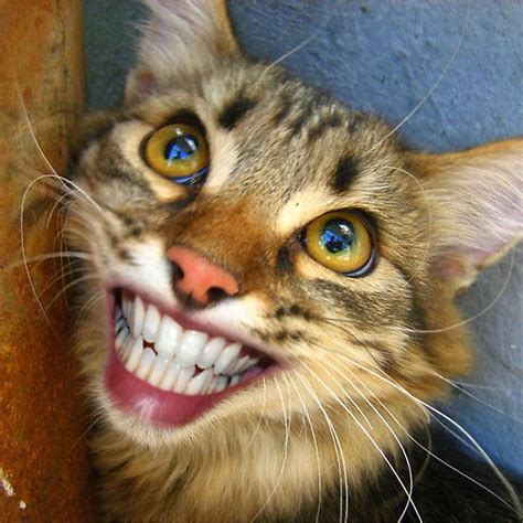 Smiling Cat Smiling Cat Cats Funny Animals