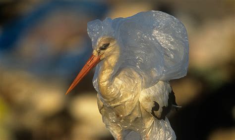 How Many Birds Die From Plastic Pollution Wwf Australia