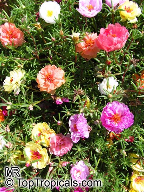 I fiori gialli e delicati si nascondono dietro due sepali rossi e carnosi. Piantine Di Portulaca Online - Portulaca Grandiflora Moss ...