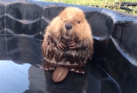 This Baby Beaver Who Cant Even Control His Own Tail Is What We Need