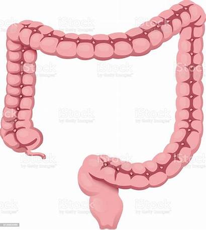 Intestine System Organ Digestive Human Anatomy Activity