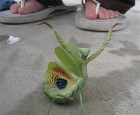 How many baby do mantis have? Nature Gardens @ NHM: L.A.'s Urban Nature: Praying Mantis