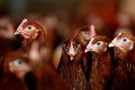Governments Christmas Turkey Pledge As More Bird Flu Found In Lancashire Lancslive