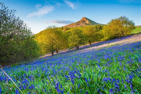 18 Magical Places To See Bluebells Across The Uk London Evening