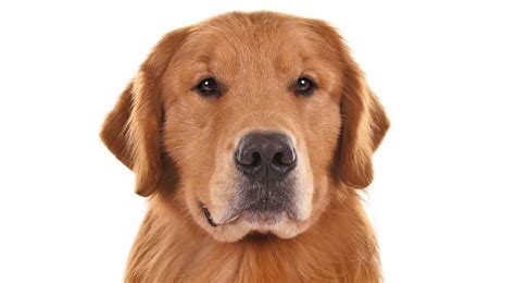 Goldens shed heavily and require frequent brushing to keep the. 50 Most Adorable Golden Retriever Dog and Puppies Gallery ...