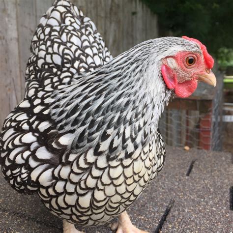 Is My Silver Laced Wyandotte Bantam Show Quality Backyard Chickens Learn How To Raise Chickens