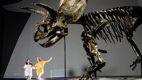 Triceratops Horridus Moves Into New Home At Melbourne Museum Kidsnews