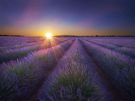 Lavender Field Sunset Valensole France Lavender Fields France