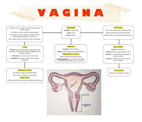 Vagina Mapa Conceptual A Z UDocz