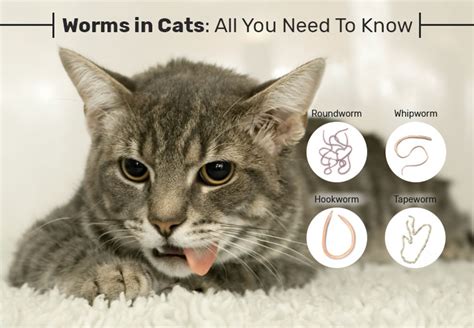 Worms In Cats All You Need To Know Gestalt Fund