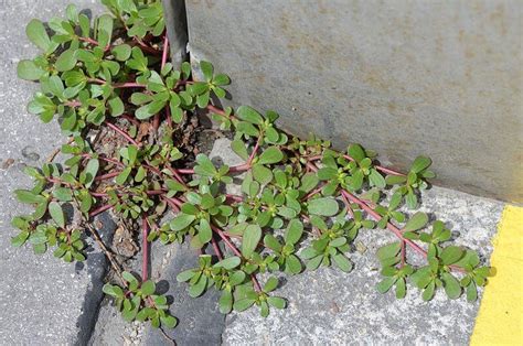 Purslane A Wild Edible Weed With Many Culinary Uses Eat The Planet