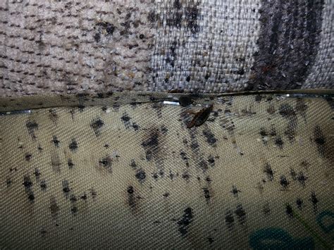 Know Thy Enemy Bed Bug Facts Every Hotelier Needs To Know