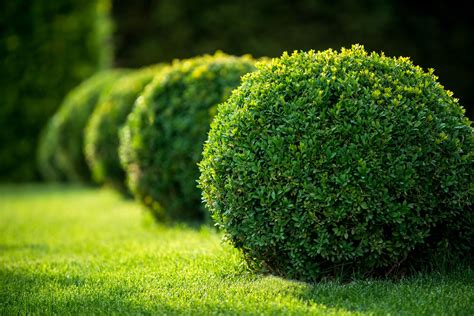 20 Evergreen Shrubs For A Perfect Garden