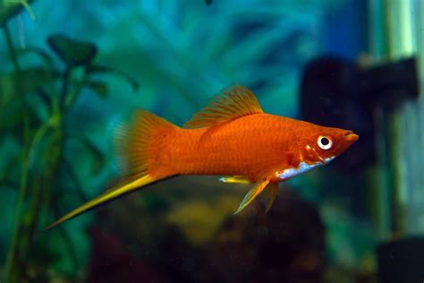 Swordtail Fish Species Profile And Complete Care Guide